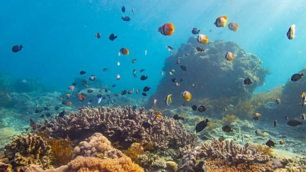 Why oceans can be seen as a mirror of life Heart for Nature